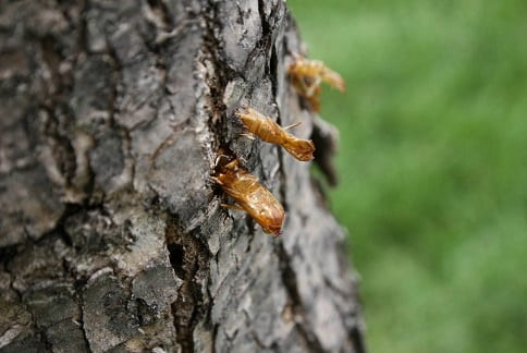 Lilac Ash Borer