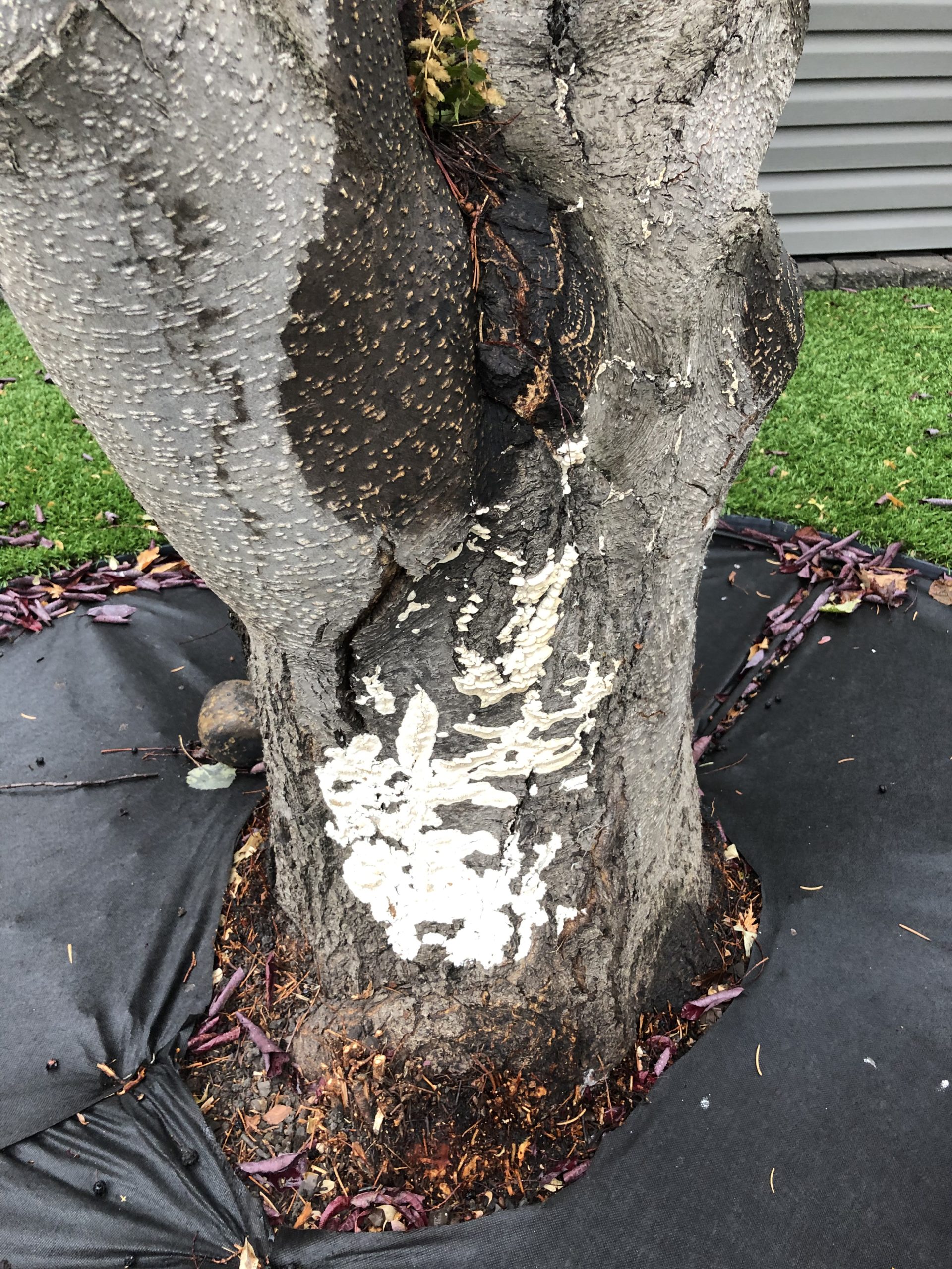 Fungus on Trees