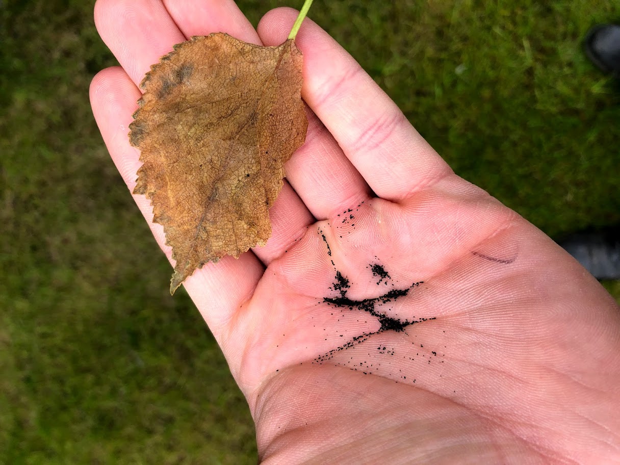 Birch Leaf Miner