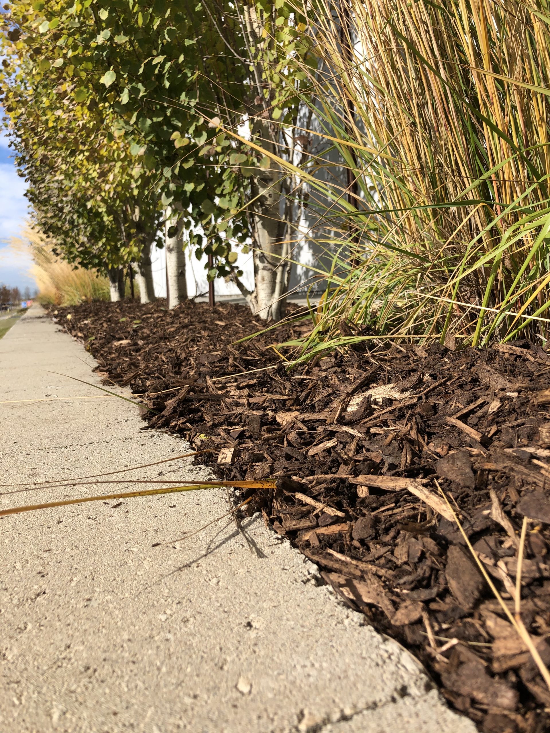 Mulch Vs Rock