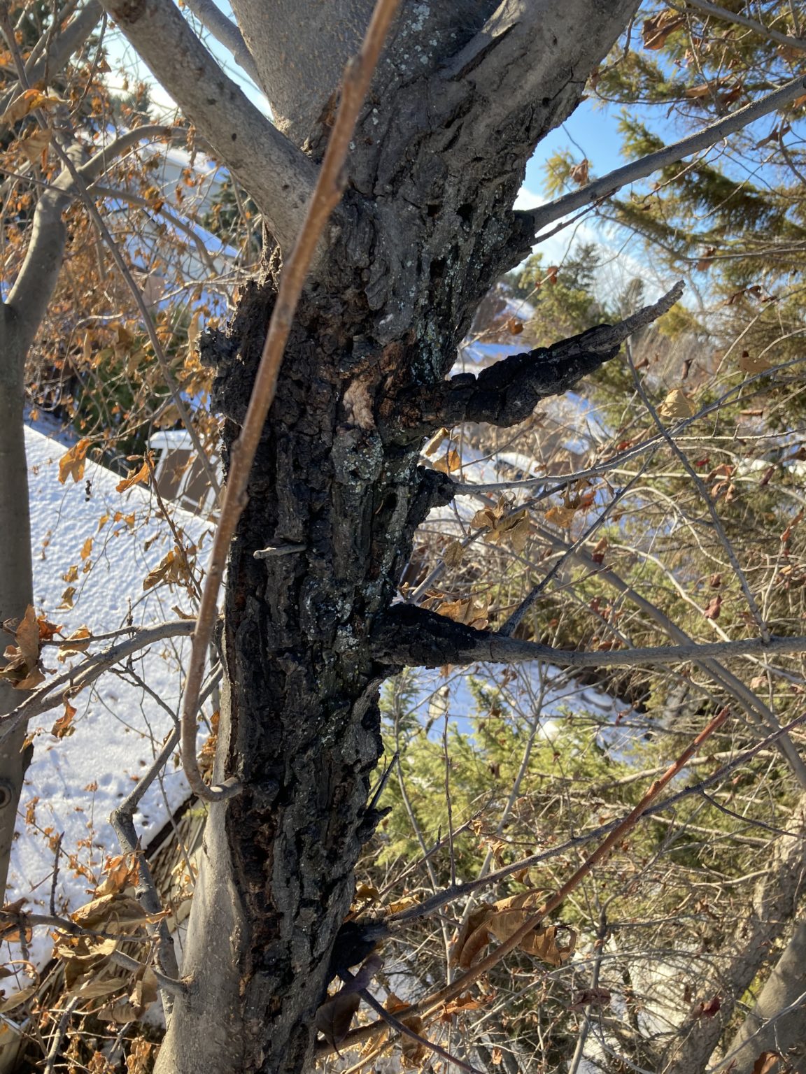 Black Knot Fungus Kentucky Blue Grass Ltd.