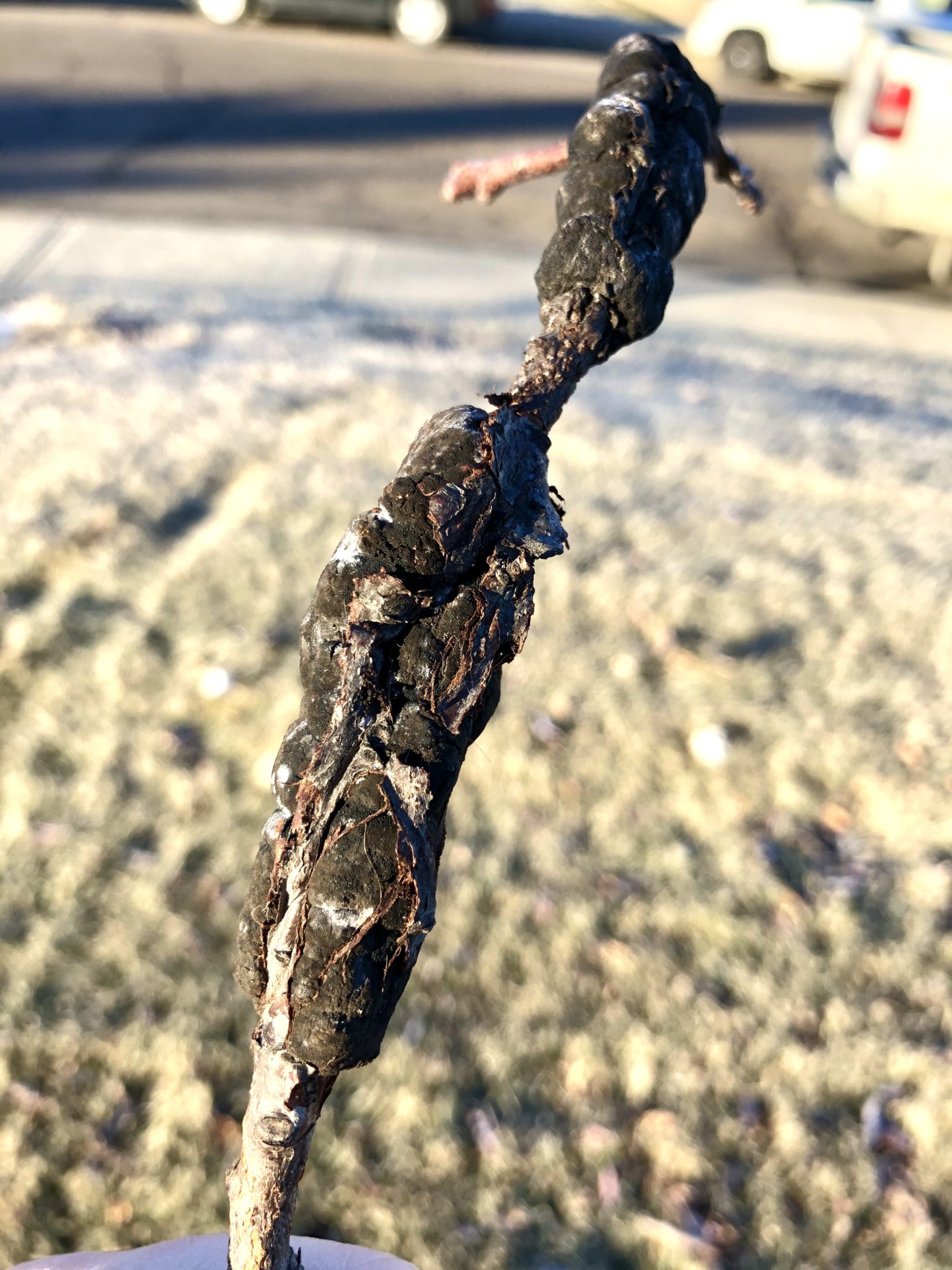 Black Knot Fungus - Kentucky Blue Grass Ltd.