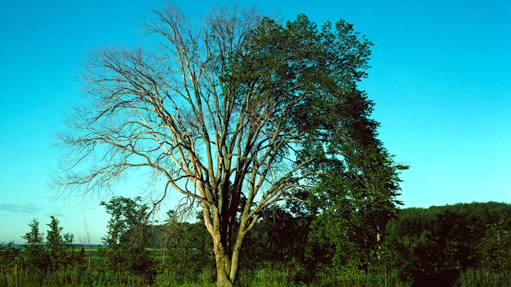 Dutch Elm Disease Kentucky Blue Grass Ltd.