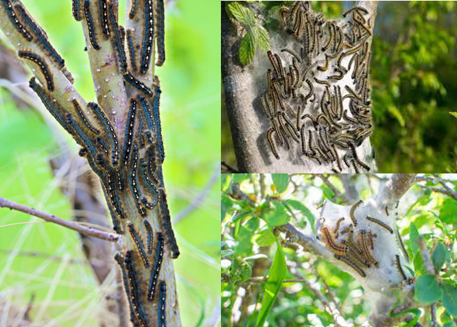 Caterpillars in Alberta Trees