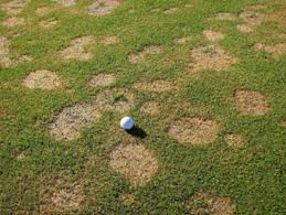 Snow Mold – Control and Prevention